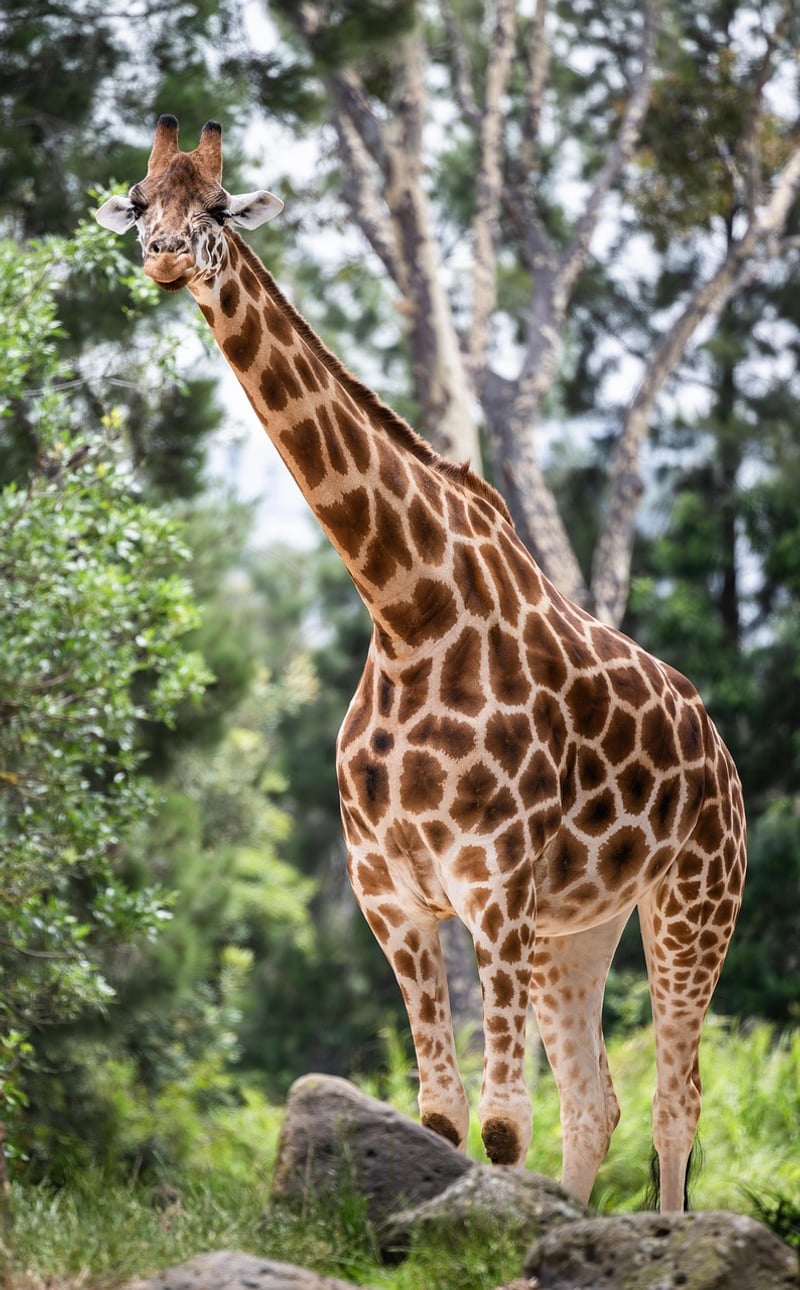 Safari